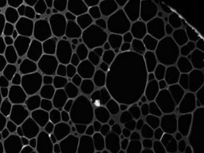 中国科学院炭材料重点实验室：致力于高性能和多功能炭材料的应用基础研究