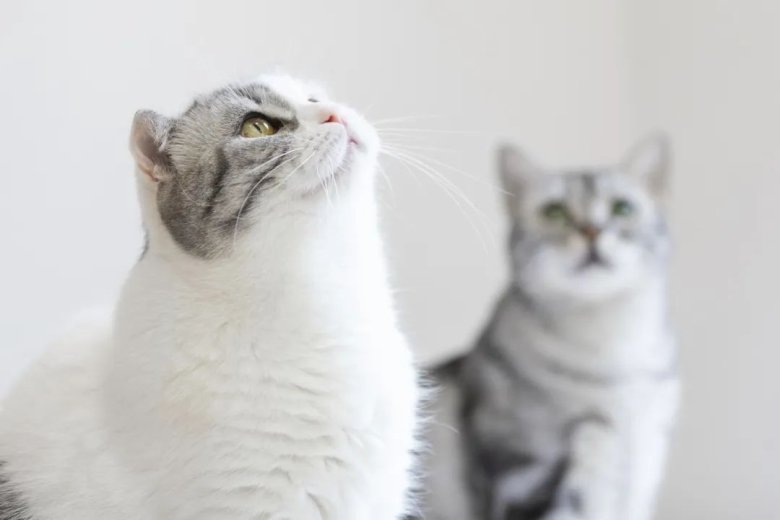 172157_247746_jswz.jpg 172157_247746_jswz.jpg