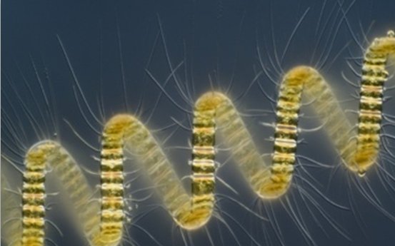 硅藻土产业链全景图