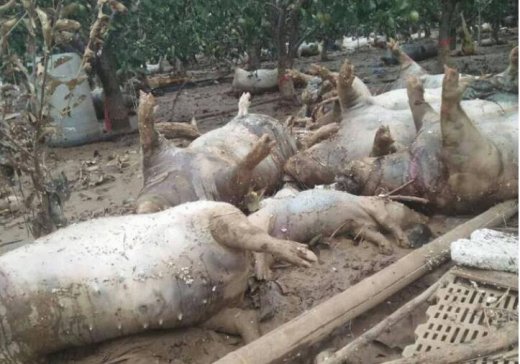 生石灰！生石灰！还缺300吨【潍坊灾区急需】