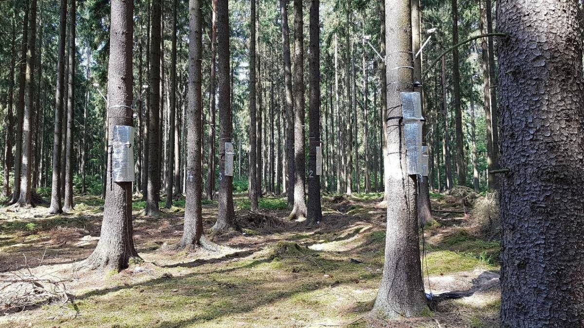 树木生理生态系统的图片