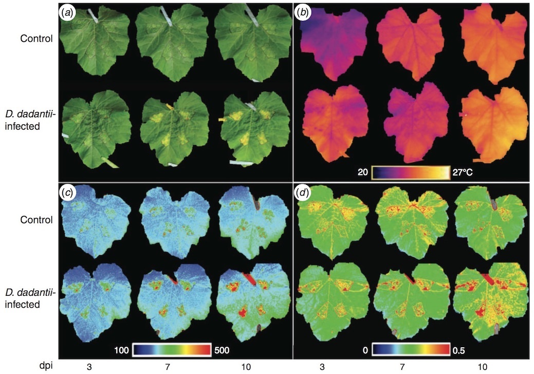 模块式植物表型成像分析系统的图片