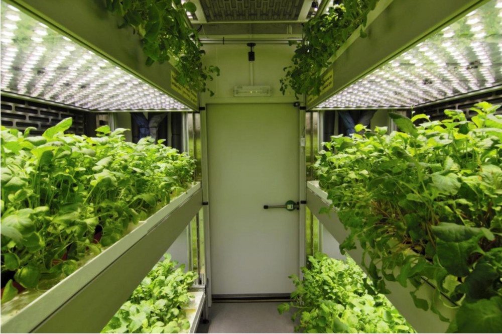 FytoScope大型步入式生长室的图片