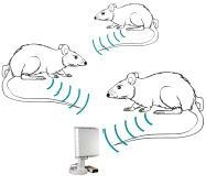 TSE动物生理遥测系统的图片