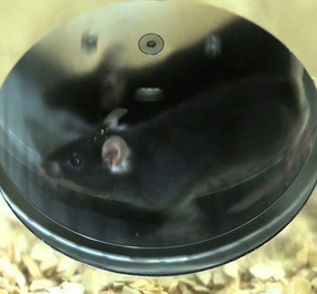 小动物活动系统的图片