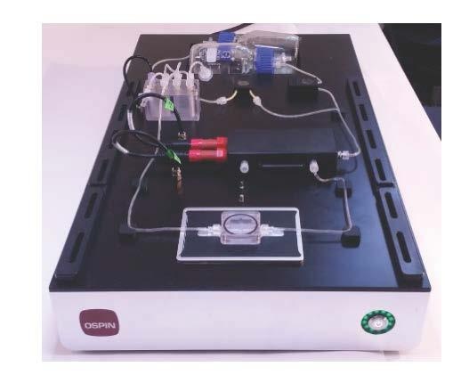 细胞人造肉的图片