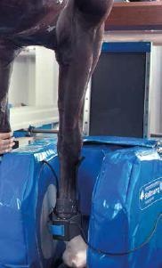 马用MIR三维成像的图片