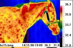 兽医专用红外成像仪的图片