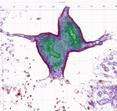 活体细胞观测系统的图片