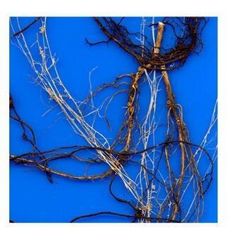 Tlyon-WinRHIZO植物根系分析仪的图片