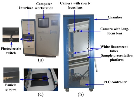 水稻穗长测量系统-植物表型平台-植物表型系统YTS-PL的图片
