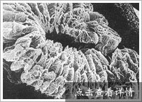可膨胀石墨的图片