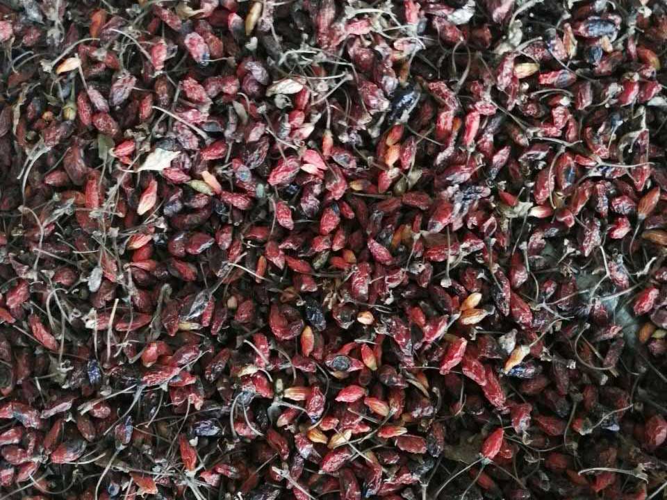 色选机|食品|再生料|矿石|履带色选机 色选机|食品|再生料|矿石|履带色选机