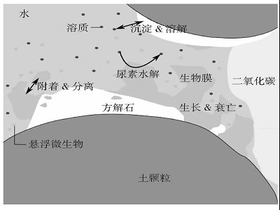 微生物诱导碳酸钙沉淀技术——城市建设中化砂为砼的神技！