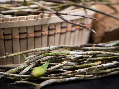 药材好，药才好，智能色选机搭建中药材“质量门”