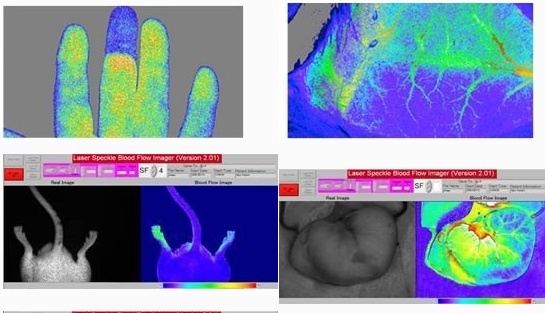 大鼠脑血流仪的图片