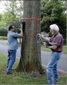 TRUTM树木雷达检测仪的图片