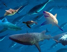 鱼类跟踪器的图片