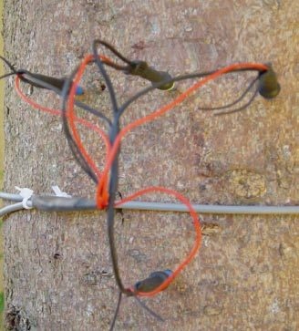 SF-L植物茎流测量仪的图片