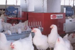 母鸡链式喂料的图片