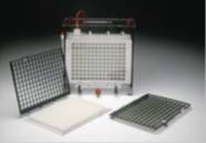 迷你型全湿电转印仪TE22的图片