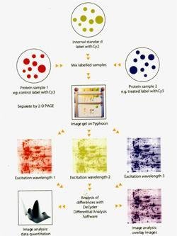 荧光差异双向电泳系统Ettan 2D DIGE的图片