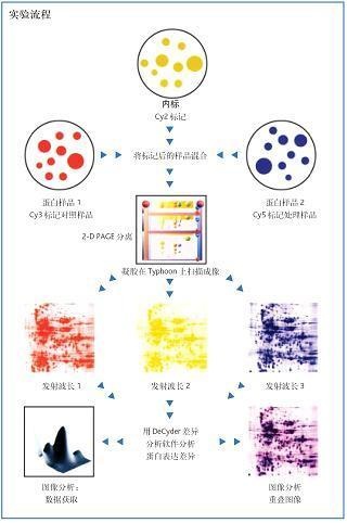 荧光差异蛋白表达分析系统Ettan DIGE的图片