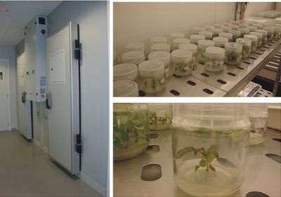 欧洲Aralab大型步入式植物生长室/人工气候室的图片