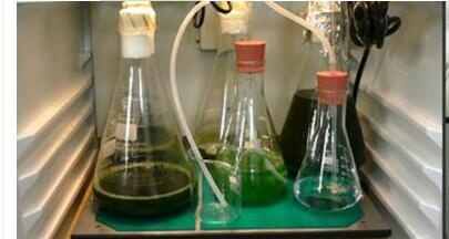 AlgaeTron AG 130-ECO孵化瓶的图片