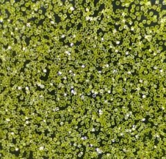 金刚石MBD10的图片