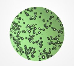 球形铼粉的图片