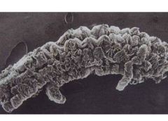 高倍率可膨胀石墨的图片