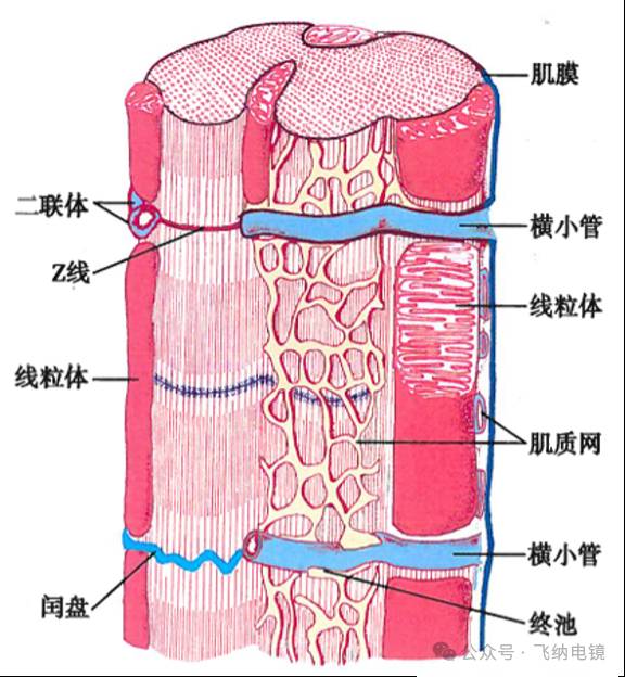 110441_867370_jsue_gsdt.png